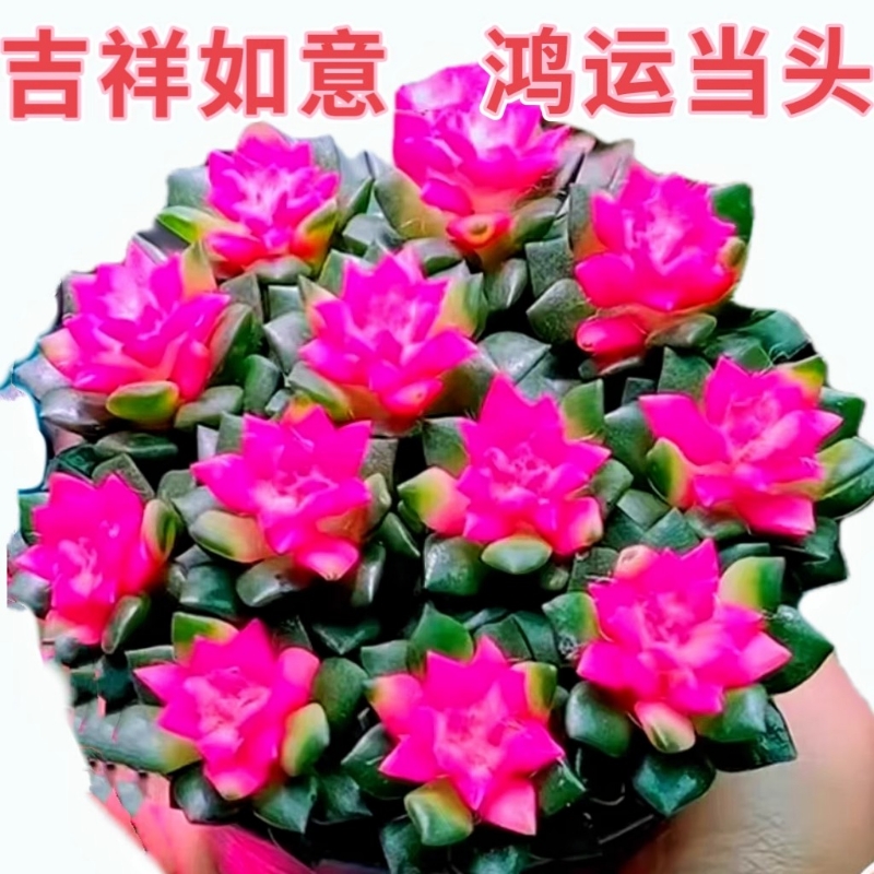 多肉植物吹雪之松锦绿植花卉招财卡日松办公室桌面盆栽带盆栽好