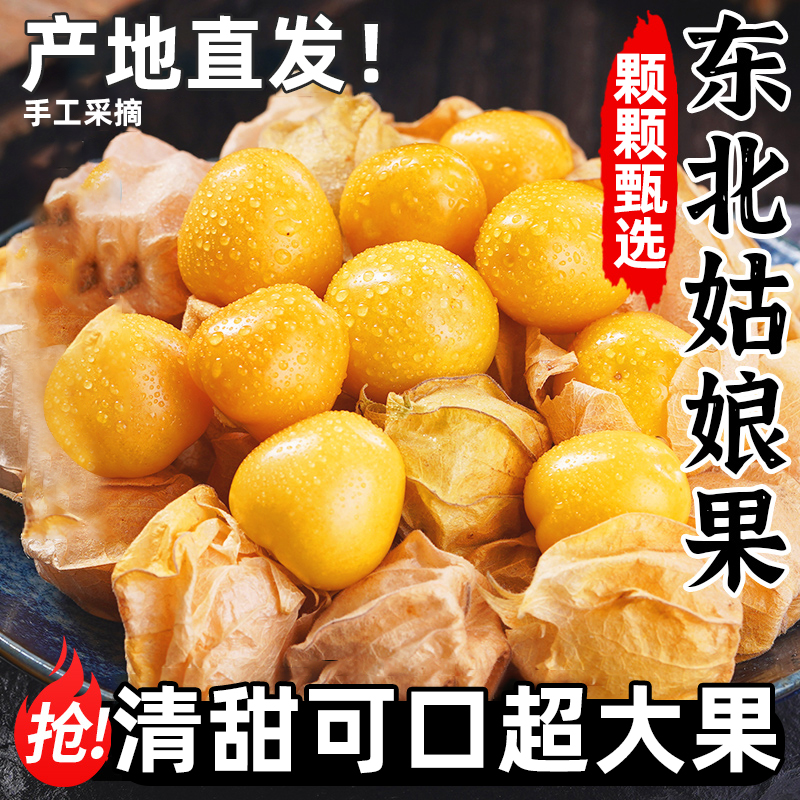 正宗东北姑娘果大果5新鲜当季水果整箱特产灯笼果小金豆甜菇娘果