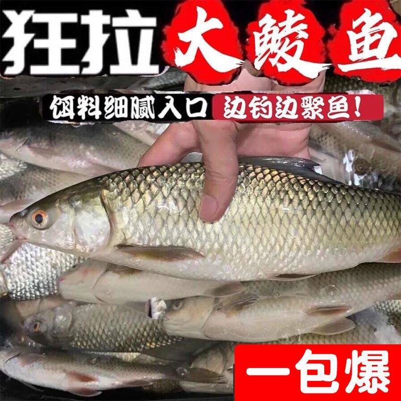 鲮鱼饵料腥香野钓黑坑泰鲮麦鲮饵料配方鱼饵料广东土鲮专攻鲮鱼饵