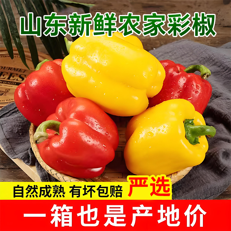 山东五彩椒生吃水果圆椒不辣彩甜椒红黄绿三拼沙拉蔬菜产地直发