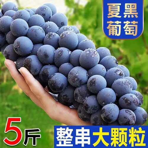 空运葡萄现摘夏黑无籽黑蜜整串装新鲜水果非巨峰黑