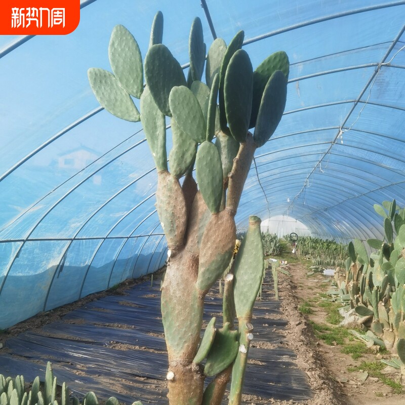 可食用仙人掌盆栽大型多肉植物无刺阳台室内种植外敷好养老桩