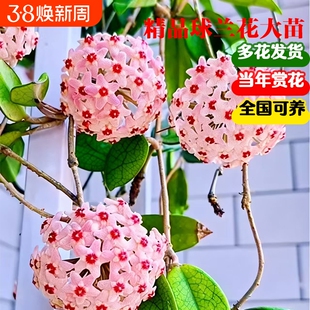 球兰带花大苗羊脂玉球兰花盆栽贝拉卷心叶四季攀援爬藤植物开花卉