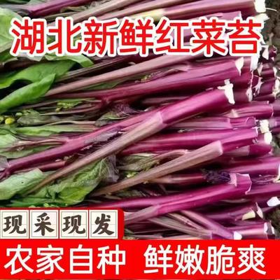 现摘现发新鲜红菜苔洪山菜苔紫菜苔农家特产红菜心青菜蔬菜红油菜