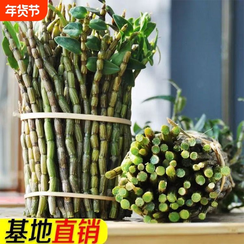 正品铁皮石斛鲜条500g中药材枫斗三四五年生基地霍山新干花粉