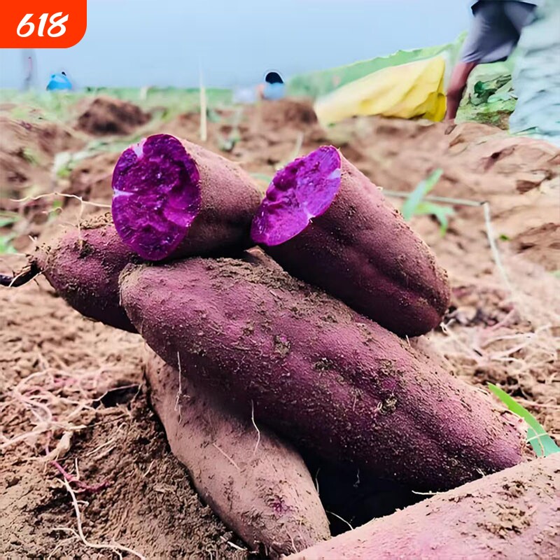 正宗紫薯沙地紫罗兰番薯地瓜当季蔬菜农家自种新鲜现挖产地种植