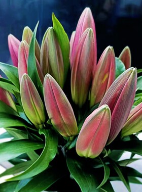香水百合花鲜花大花苞粉色客厅四季插花水养摆件玫瑰云南基地直发