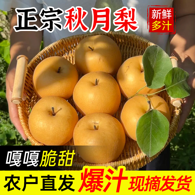 正宗秋月梨新鲜梨子水果当季整箱包邮4.5斤蜜梨冰糖雪梨产地直发