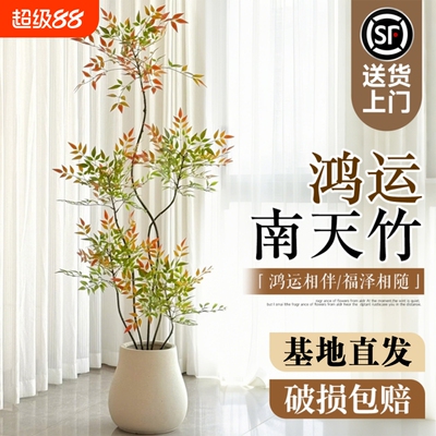 南天竹客厅大型绿植四季常青