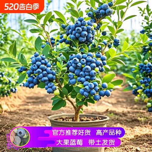 蓝莓苗蓝莓树苗当年结果