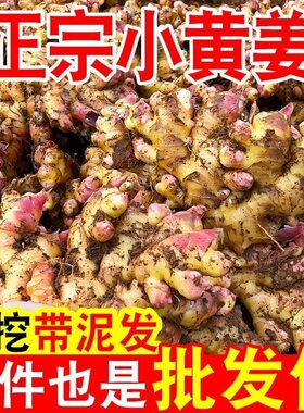 云南小黄姜现挖直发新鲜生姜3/5/9斤时令应季蔬菜2025年种植