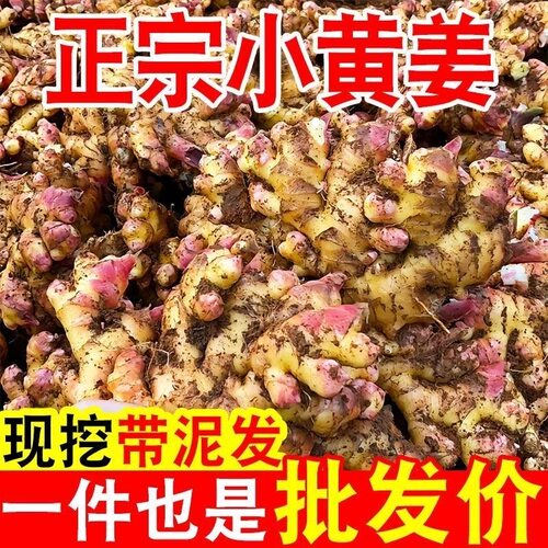 云南小黄姜现挖直发新鲜生姜3/5/9斤时令应季蔬菜2025年种植