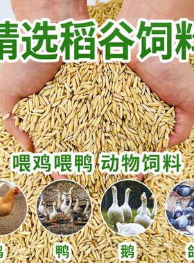 带壳鸡鸭鹅稻谷饲料50斤喂鸽子鸟食圈l养禽类新原粮宠物碎玉米粒