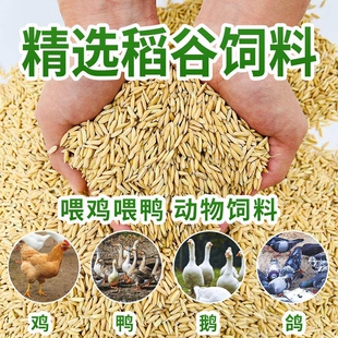 带壳鸡鸭鹅稻谷饲料50斤喂鸽子鸟食圈l养禽类新原粮宠物碎玉米粒