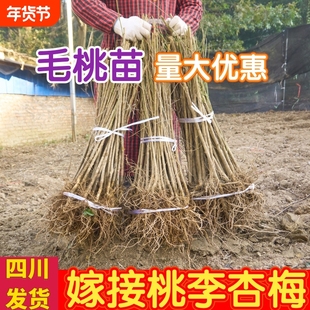 桃树砧木苗未嫁接桃树苗四川毛桃苗拆迁占地苗原生苗南北方种植苗