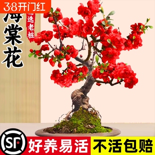 海棠花盆栽四季真西府海棠垂丝树苗庭院地栽花卉花园盆景老桩