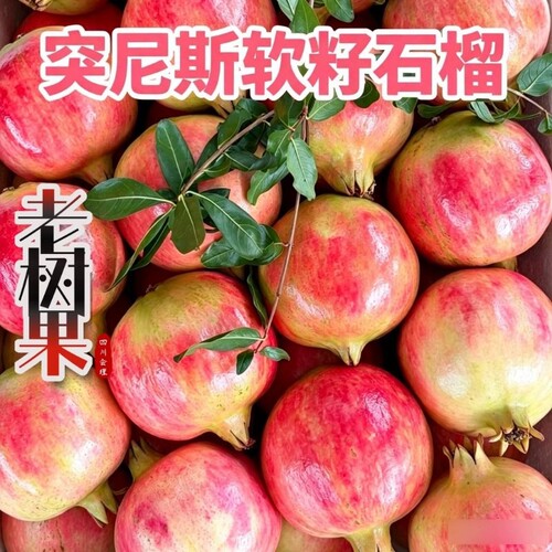 突尼斯软籽石榴新鲜水果包邮当季整箱四川会理无籽石榴