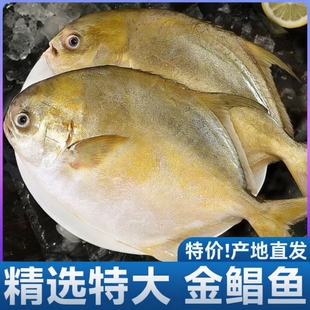 新鲜金鲳鱼生鲜冷冻金昌鱼深海鱼鲳鱼海鲜大鲳鱼水产批发年货节