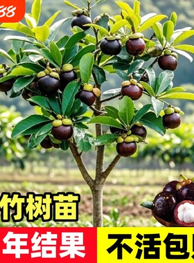 释迦果苗树带果台湾凤梨嫁接果苗