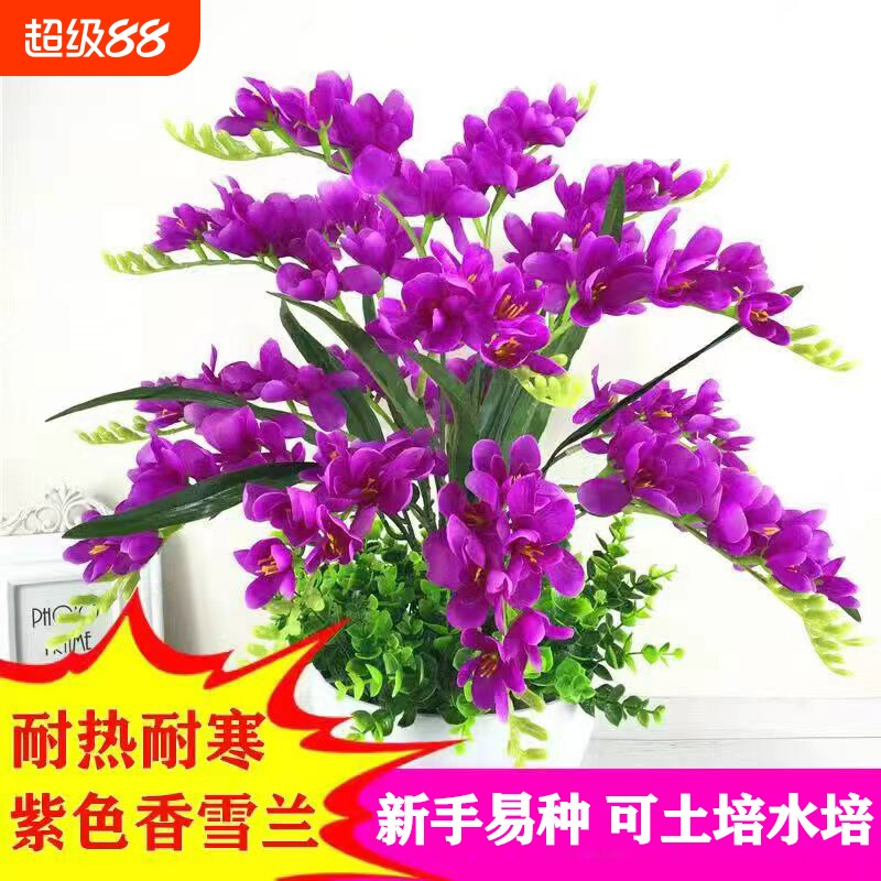 重瓣香雪兰庭院阳台耐寒耐热花卉图片