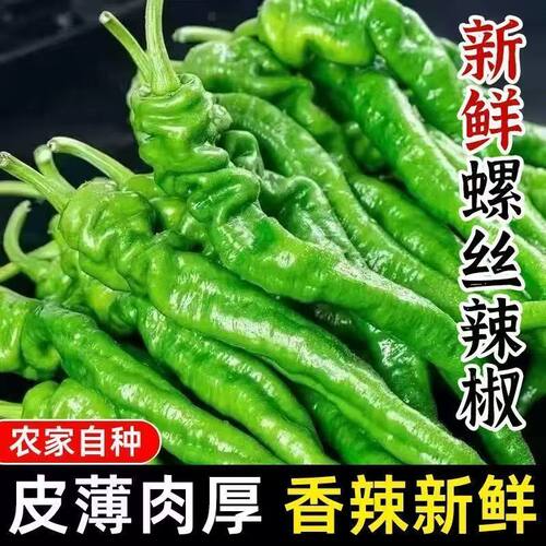 螺丝青椒辣椒现摘虎皮香辣薄皮自种农家批发蔬菜螺丝椒新鲜不辣