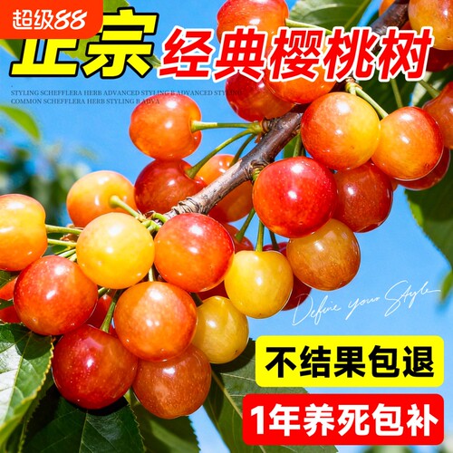 樱桃树果苗大樱桃苗南北方红妃