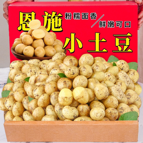 正宗恩施小土豆迷你新鲜