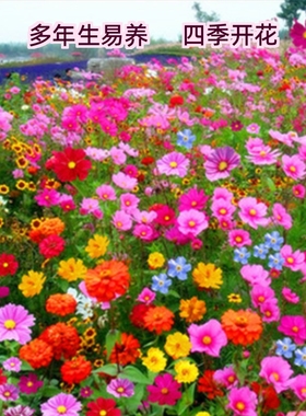 波斯菊花种子凤仙花种籽子四季播种开花野花组合籽庭院太阳花重瓣