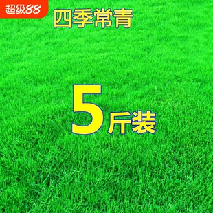 草坪草籽种子四季常青护坡固土马尼拉草皮种籽绿化庭院狗牙根耐寒
