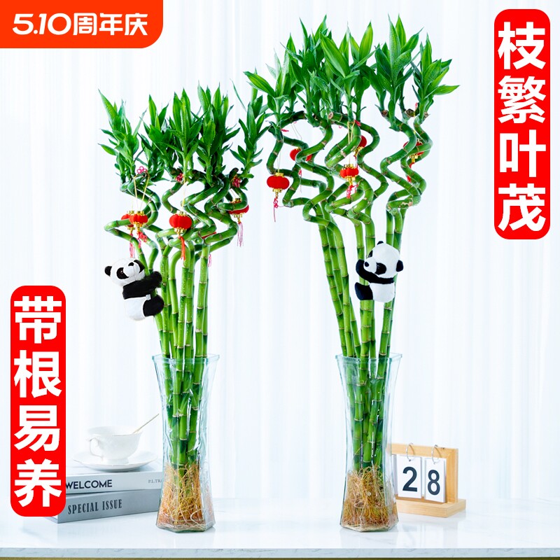 转运竹水养带根富贵竹植物客厅室内文昌竹龙竹观音竹盆栽水培绿植