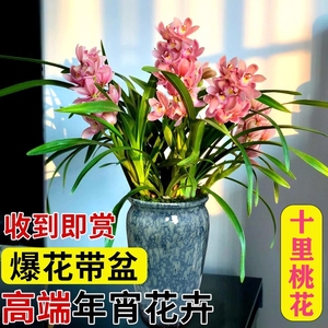 年宵大花蕙兰十里桃花带花浓香喜庆室内阳台好养四季绿植花卉盆栽