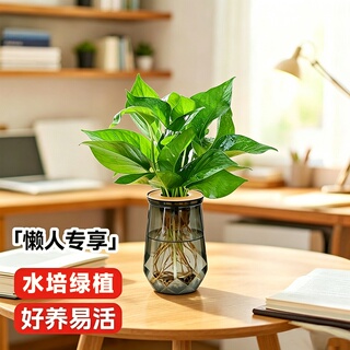 水培绿萝发财树水培懒人植物水养盆栽办公桌净化空气客厅袖珍桌面