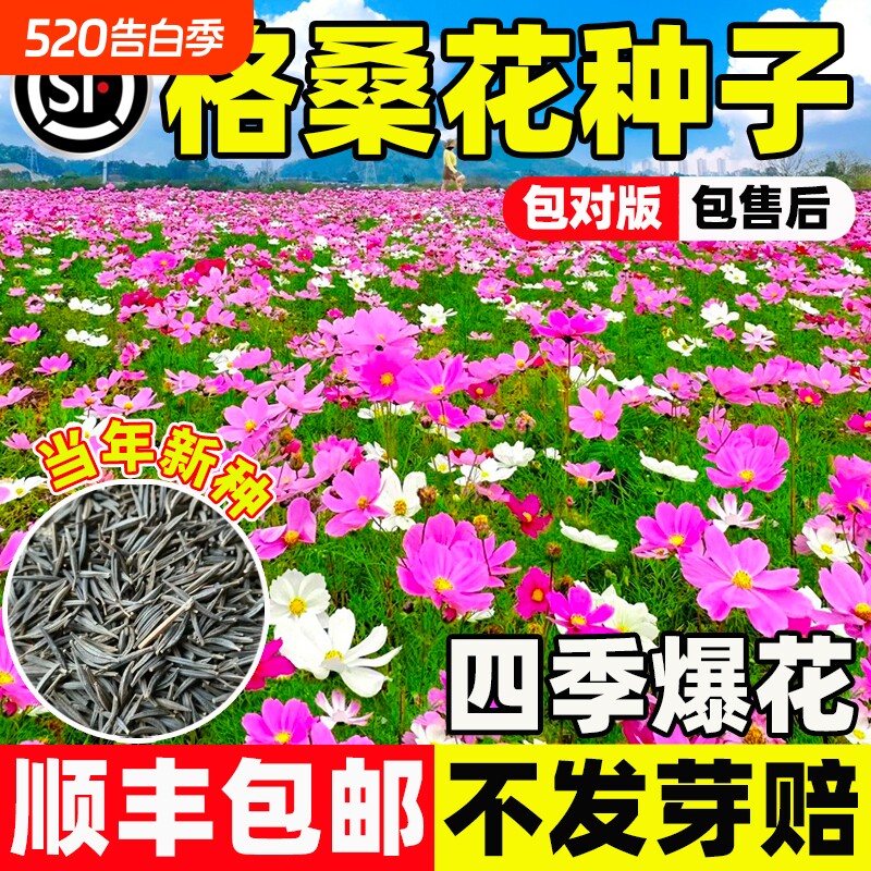 格桑花波斯菊庭院花卉野花组合适合四季播种开花种子牵牛花百日