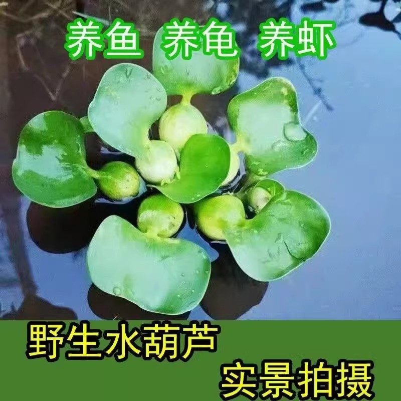 水葫芦浮萍水草鱼缸乌龟虾花卉鱼池塘凤眼莲净化水生植物造景摆件