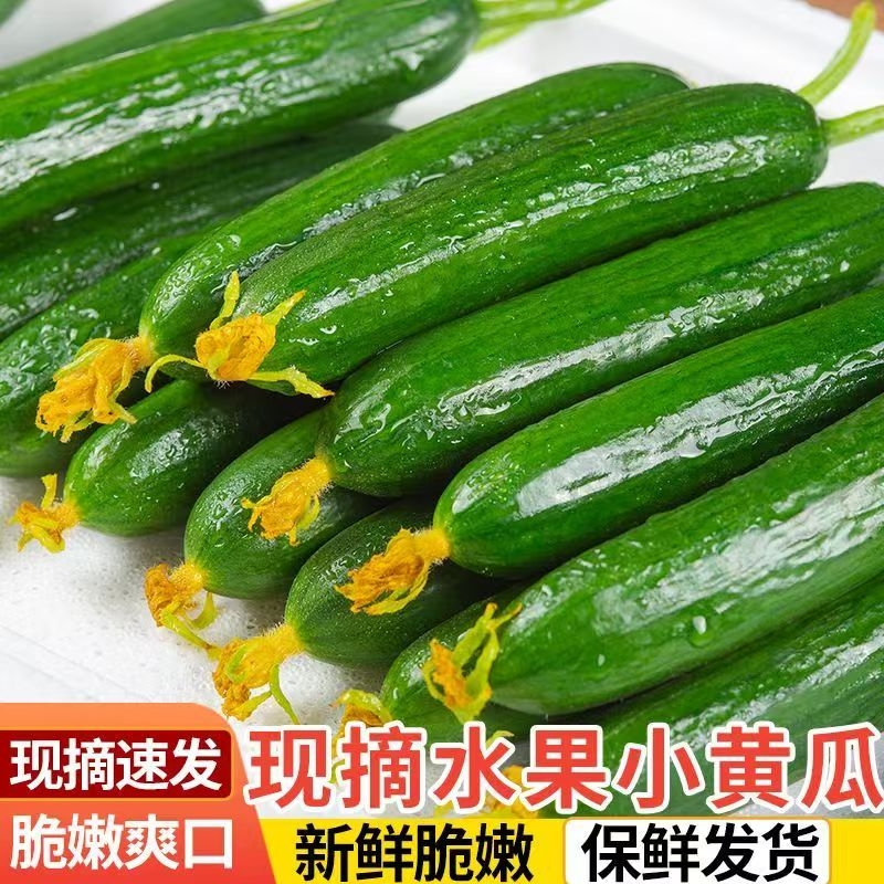 现摘水果小黄瓜新鲜黄瓜甜脆小青瓜荷兰蔬菜农家自种生吃新鲜采摘