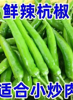 正宗杭椒新鲜品质时令蔬苏北农家自种小米辣椒下饭现摘小线椒