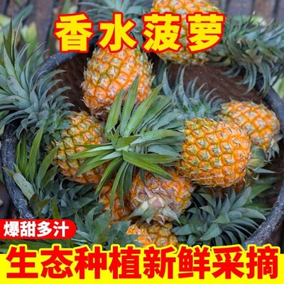 徐闻菠萝新鲜基地直发菠萝凤梨小菠萝手撕菠萝3/5/9斤