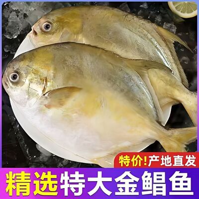 特大号金鲳鱼平鱼海捕金昌鱼鲜活冷冻白鲳鱼批发海鲜鱼类水产品