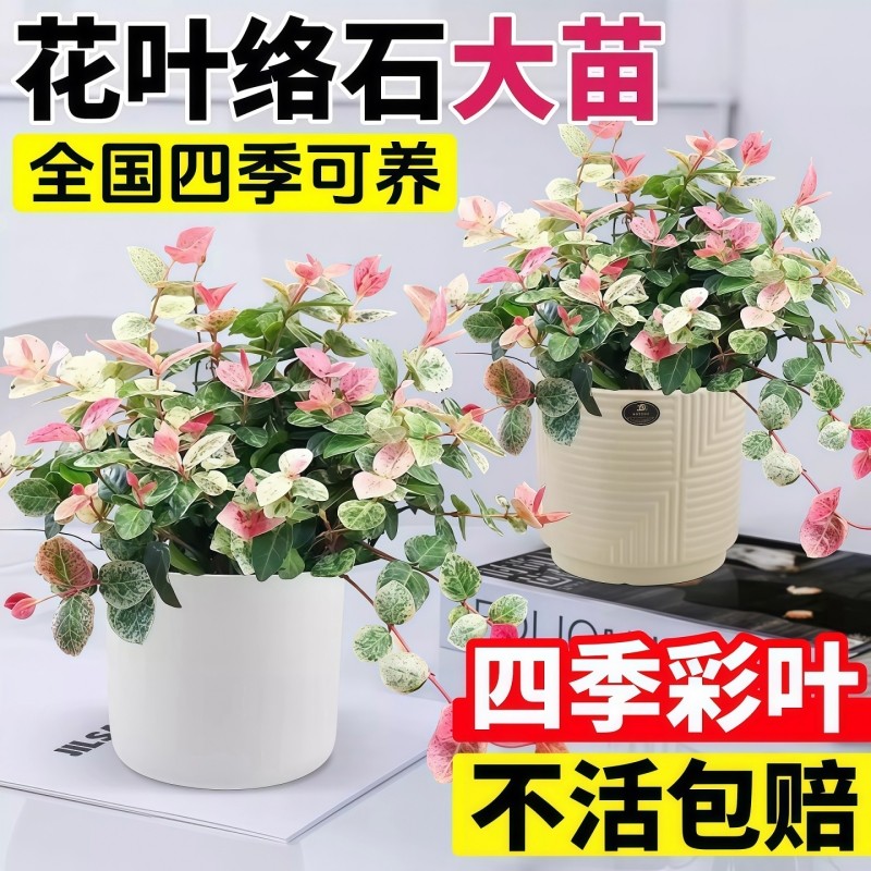 花叶络石盆栽室内办公室四季好养客厅桌面阳台垂吊花卉绿植物造型