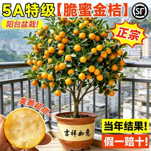 脆皮金桔带果发货盆栽树苗四季果树可食用橘子苗脆皮金橘室内常绿