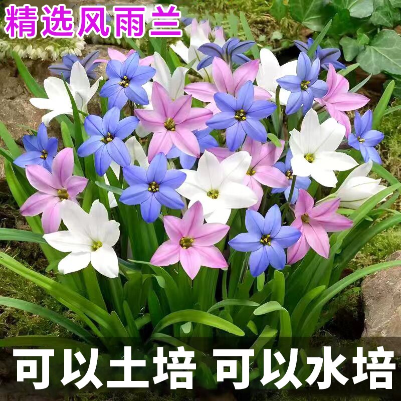 重瓣风雨兰种球葱兰韭兰阳台室内外耐热耐寒地载盆栽绿植花卉水培