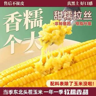 东北香甜黄糯玉米新鲜现摘真空包装 加热即食黏早餐糯玉米软糯拉丝