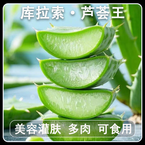 芦荟植物新鲜芦荟美容灌肤专用食用新鲜可以吃芦荟室内叶片包邮