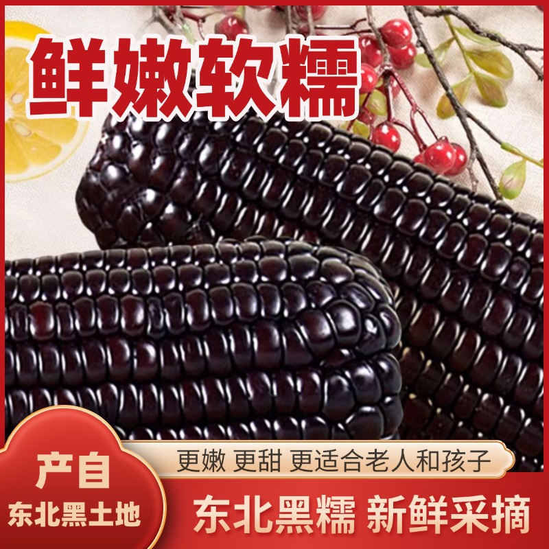 东北黑玉米真空装2025新鲜采摘锁鲜黑糯玉米小棒鲜嫩香甜加热即食