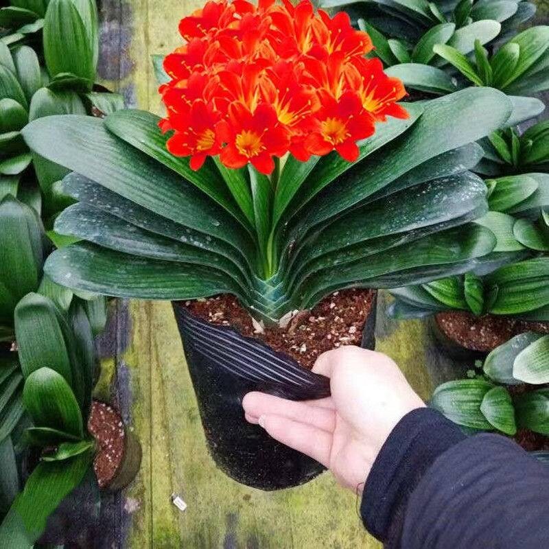 四季君子兰盆栽大苗花卉植物室内绿植耐寒好养活水培客厅开花