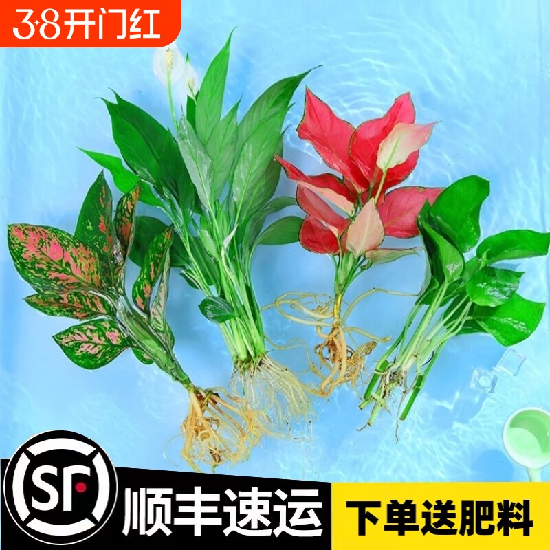 水培植物吉利红室内花卉盆栽绿植九里香水养发财树绿萝富贵竹大全