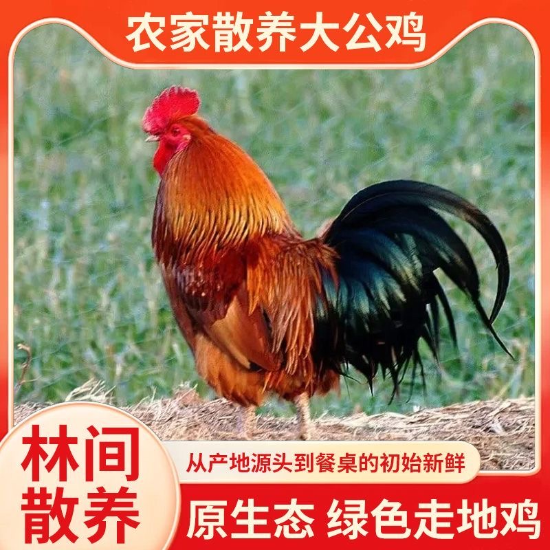 农家散养大公鸡净膛正宗公鸡现杀土鸡走地鸡笨公鸡整只公鸡批发