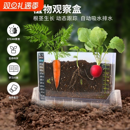 阳光房种植玩具科学小实验