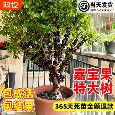 正宗嘉宝果大苗树葡萄四季果盆栽