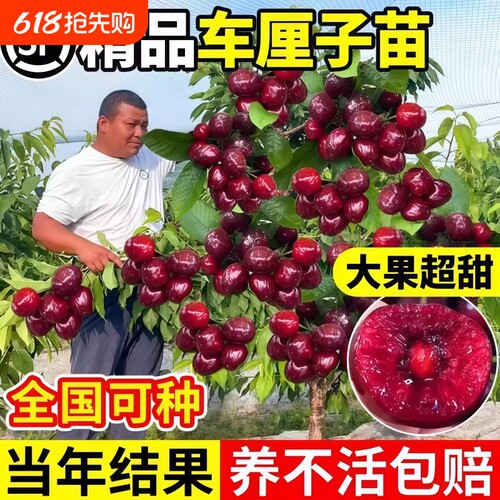 车厘子树苗樱桃树苗南方北方种植盆栽庭院果树矮化樱桃树大樱桃苗